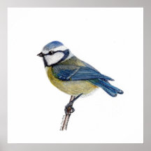Eurasian Blue Tit Bird (Cyanistes caeruleus)