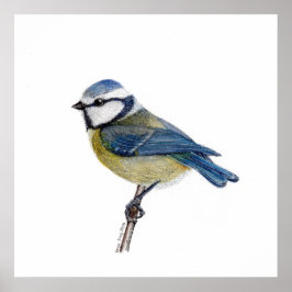 Eurasian Blue Tit Bird (Cyanistes caeruleus) Poster