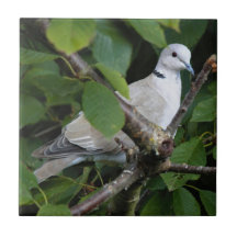 Eurasian Collared Dove auf dem Kirschbaum