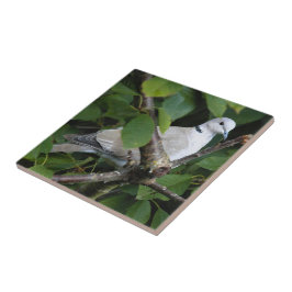 Eurasian Collared Dove auf dem Kirschbaum Fliese