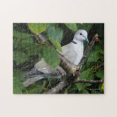 Eurasian Collared Dove auf dem Kirschbaum Puzzle (Horizontal)