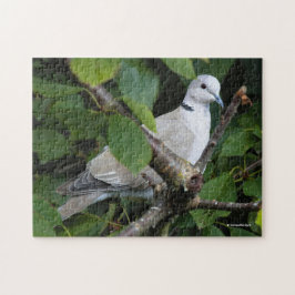 Eurasian Collared Dove auf dem Kirschbaum Puzzle