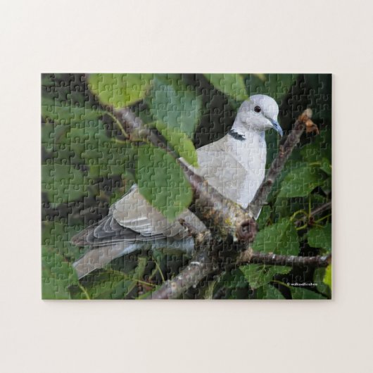 Eurasian Collared Dove auf dem Kirschbaum Puzzle (Horizontal)