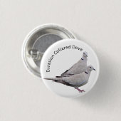 Eurasian Collared Dove Button (Vorne & Hinten)