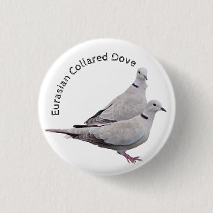 Eurasian Collared Dove Button