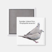 Eurasian Collared Dove Magnet (Vorderseite/Rückseite)