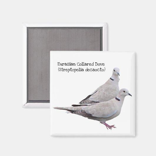 Eurasian Collared Dove Magnet (Vorderseite/Rückseite)