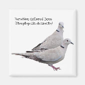 Eurasian Collared Dove Magnet (Vorne)
