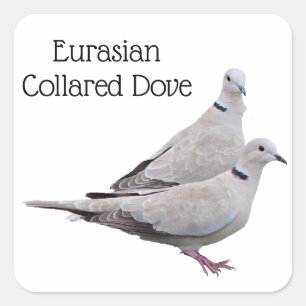 Eurasian Collared Dove Quadratischer Aufkleber