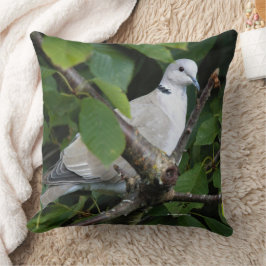 Eurasian Collared Dove Songbird auf Kirschbaum Kissen