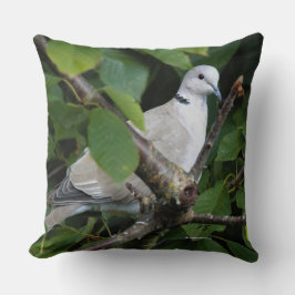 Eurasian Collared Dove Songbird auf Kirschbaum Kissen