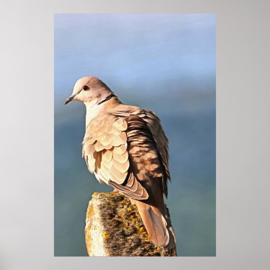 Eurasian Collared Dove Wildlife Art Poster (Vorne)