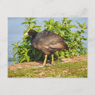 Eurasian Coot, Roath Park Lake, Cardiff, Wales. Po Postkarte