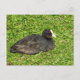 Eurasian Coot, Roath Park Lake, Cardiff, Wales. Postkarte