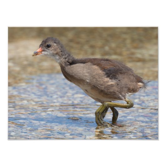 Eurasian Coot Young Chick Fotodruck (Vorne)