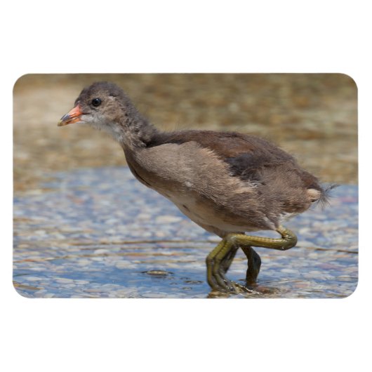 Eurasian Coot Young Chick Magnet (Horizontal)