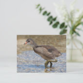 Eurasian Coot Young Chick Postkarte (Stehend Vorderseite)