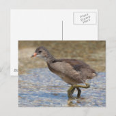 Eurasian Coot Young Chick Postkarte (Vorne/Hinten)