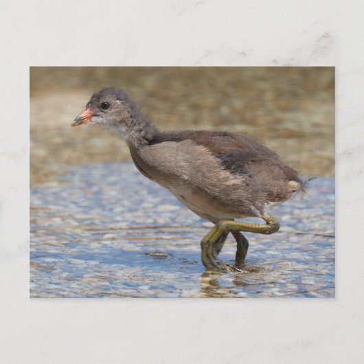 Eurasian Coot Young Chick Postkarte (Vorderseite)