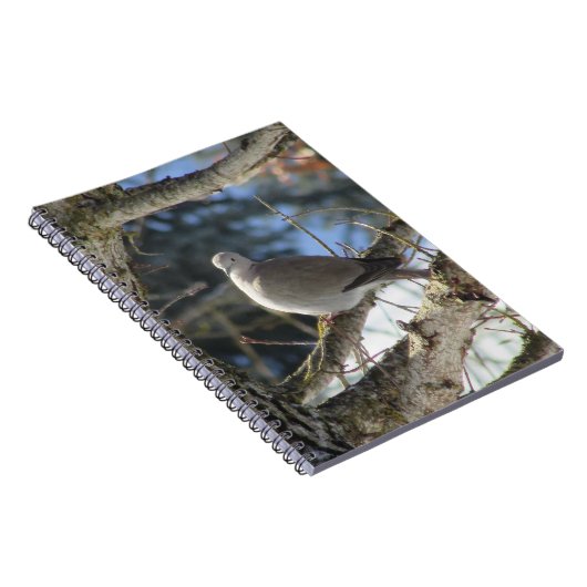 Eurasian Dove on Maple Tree Notizblock (Rechte Seite)