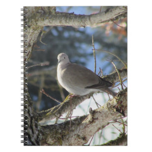 Eurasian Dove on Maple Tree Notizblock