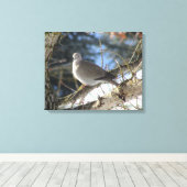 Eurasian Dove on Winter Maple Tree Leinwanddruck (Insitu (Holzboden))