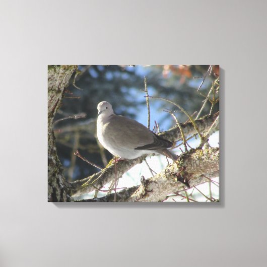 Eurasian Dove on Winter Maple Tree Leinwanddruck (Vorderseite)