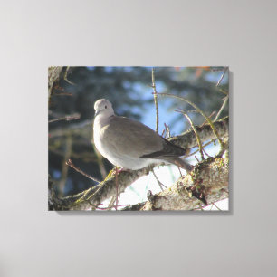 Eurasian Dove on Winter Maple Tree Leinwanddruck