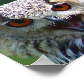 Eurasian Eagle-owl Poster (Ecke)