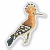 Eurasian Hoopoe Bird Aufkleber (Vorderseite)