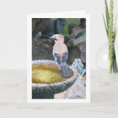 Eurasian Jay Bird Portrait Karte (Vorderseite)