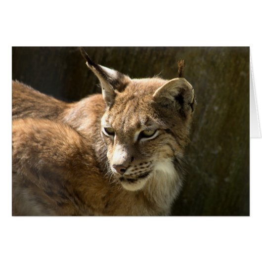 Eurasian Lynx (Vorderseite (Horizontal))