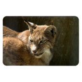 Eurasian Lynx Magnet (Horizontal)