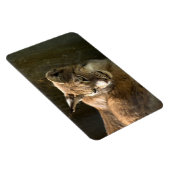 Eurasian Lynx Magnet (Rechte Seite)