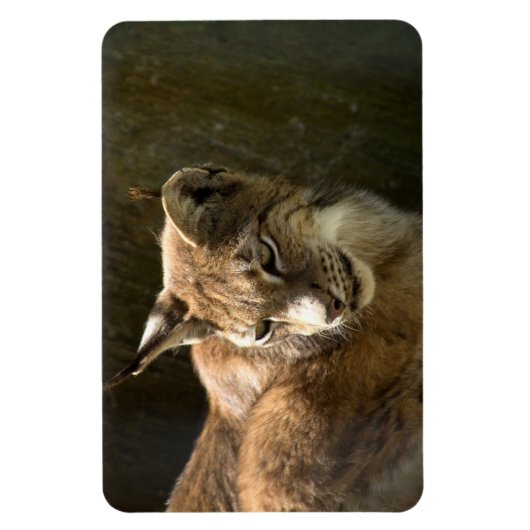 Eurasian Lynx Magnet (Vertikal)