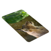 Eurasian Lynx Magnet (Rechte Seite)