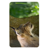 Eurasian Lynx Magnet (Vertikal)