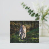 Eurasian Lynx Postkarte (Stehend Vorderseite)