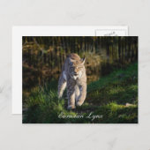 Eurasian Lynx Postkarte (Vorne/Hinten)
