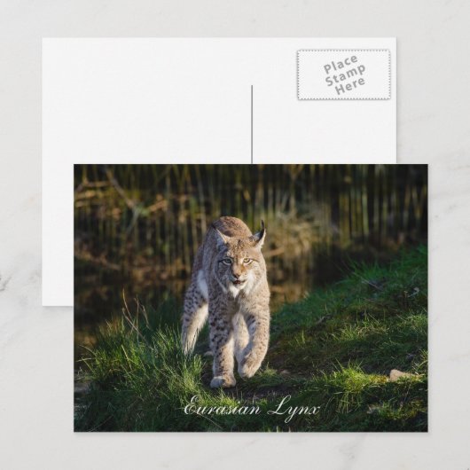 Eurasian Lynx Postkarte (Vorne/Hinten)