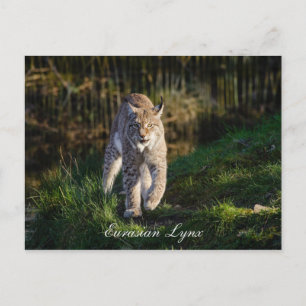 Eurasian Lynx Postkarte