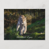 Eurasian Lynx Postkarte (Vorderseite)