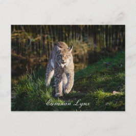 Eurasian Lynx Postkarte