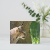 Eurasian Lynx Postkarte (Stehend Vorderseite)