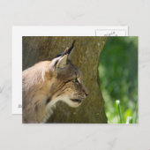 Eurasian Lynx Postkarte (Vorne/Hinten)