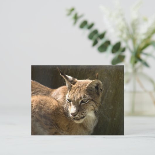 Eurasian Lynx Postkarte (Stehend Vorderseite)