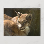 Eurasian Lynx Postkarte (Vorderseite)