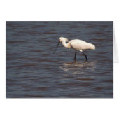 Eurasian Spoonbill (Vorderseite (Horizontal))