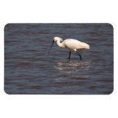 Eurasian Spoonbill Magnet (Horizontal)