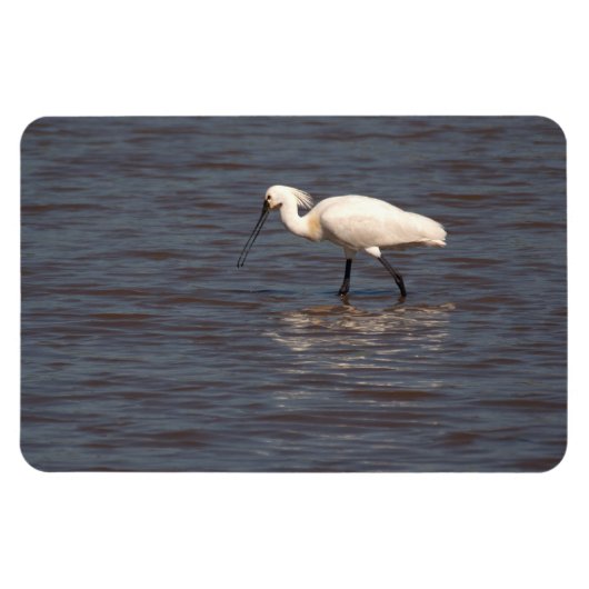Eurasian Spoonbill Magnet (Horizontal)